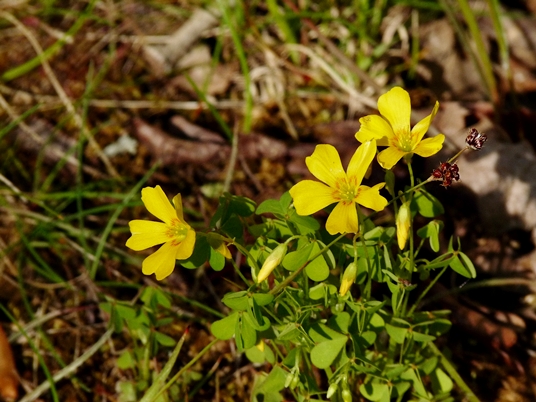 {Oxalis macrantha}